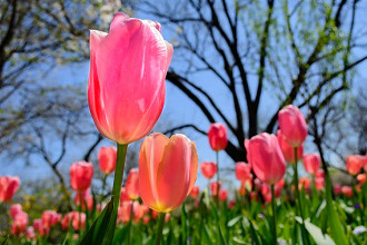 primavera primavera