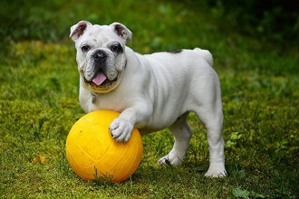 dog dog