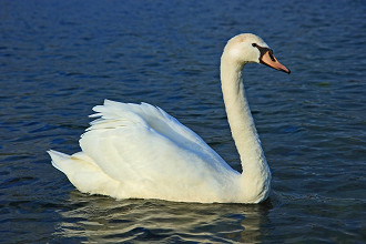 cisne