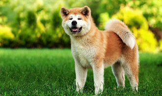 akita