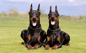 dobermann