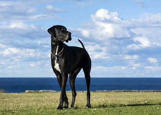 dogue alemão