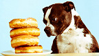 Os 10 alimentos mais perigosos para cães