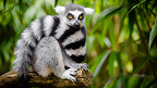 Os 10 animais mais incríveis encontrados na África