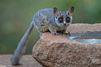 galago