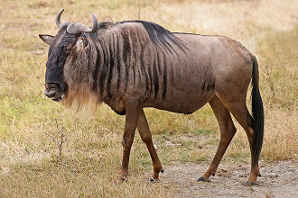 gnu