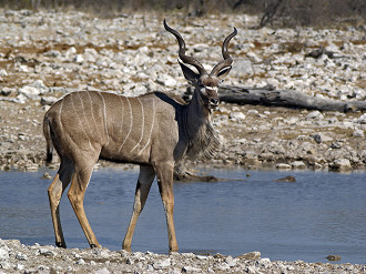 grande kudu