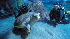 Os 10 melhores aquários do mundo para você visitar