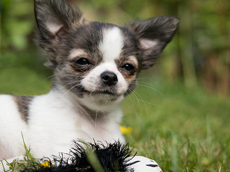 As 10 das raÃ§as de cÃ£es mais fofas do mundo