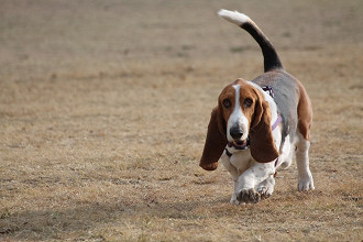 As 10 das raÃ§as de cÃ£es mais fofas do mundo