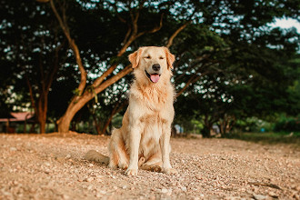 As 10 das raÃ§as de cÃ£es mais fofas do mundo