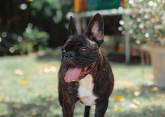 As 10 das raÃ§as de cÃ£es mais fofas do mundo