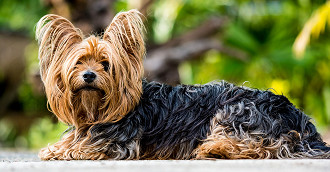 As 10 das raÃ§as de cÃ£es mais fofas do mundo