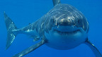 Os 10 animais marinhos mais perigosos do mundo