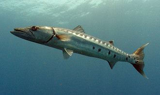 barracuda