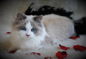 ragdoll