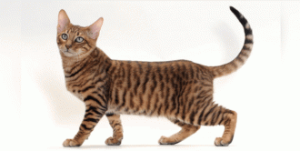 toyger