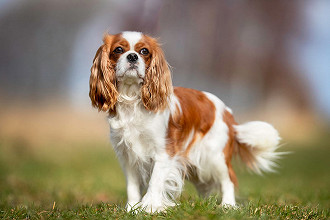 cavalier