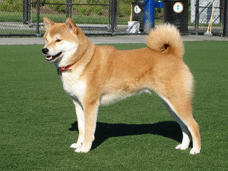 akita inu