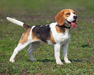 beagle