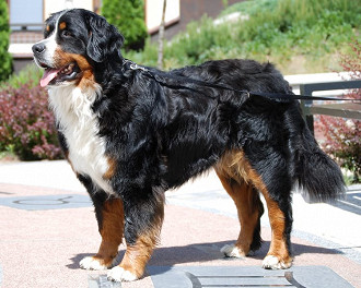 bernese