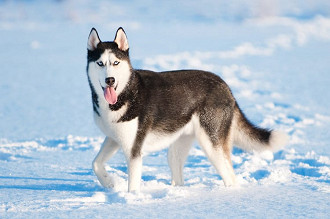 husky