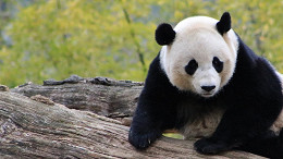 As 10 melhores curiosidades sobre os Pandas