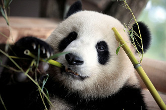 comendo comendo