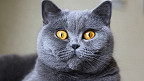 As 10 raças de gatos mais caras do mundo