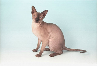 peterbald