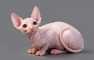 sphynx