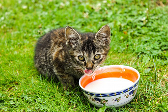8 alimentos que vocÃª nem sonha que faz mal ao seu gato