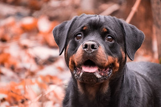 10 raÃ§as de cachorro mais fÃ¡ceis de serem adestradas