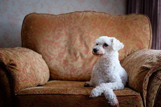 10 raÃ§as de cachorro mais fÃ¡ceis de serem adestradas