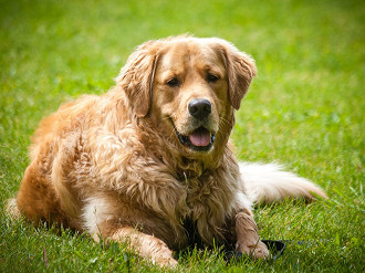 10 raÃ§as de cachorro mais fÃ¡ceis de serem adestradas