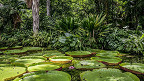 10 fatos surpreendentes sobre a Floresta Amazônica