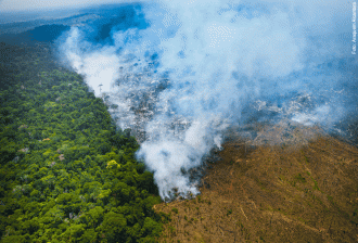 10 fatos surpreendentes sobre a Floresta AmazÃ´nica