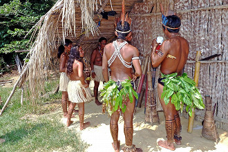 10 fatos surpreendentes sobre a Floresta AmazÃ´nica