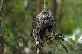 10 fatos surpreendentes sobre a Floresta AmazÃ´nica