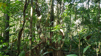 10 fatos surpreendentes sobre a Floresta AmazÃ´nica