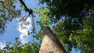 10 fatos surpreendentes sobre a Floresta AmazÃ´nica