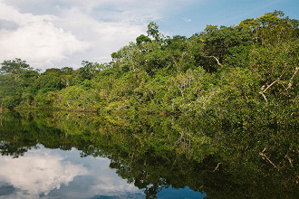 10 fatos surpreendentes sobre a Floresta AmazÃ´nica