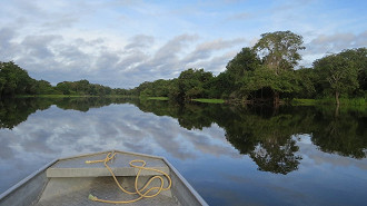 10 fatos surpreendentes sobre a Floresta AmazÃ´nica