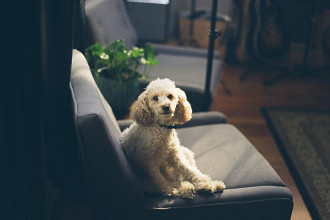 As 10 melhores raÃ§as de cachorro pequeno para apartamento