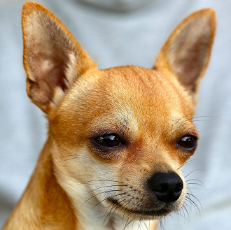 As 10 melhores raÃ§as de cachorro pequeno para apartamento