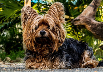 As 10 melhores raÃ§as de cachorro pequeno para apartamento