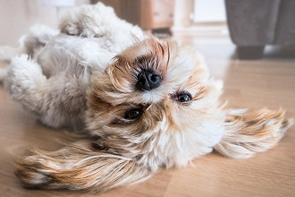 As 10 melhores raÃ§as de cachorro pequeno para apartamento