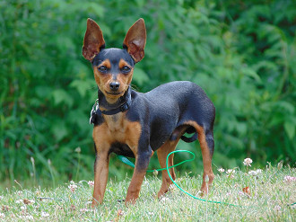 As 10 melhores raÃ§as de cachorro pequeno para apartamento