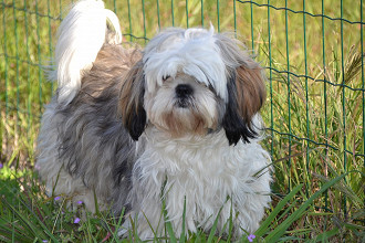 As 10 melhores raÃ§as de cachorro pequeno para apartamento