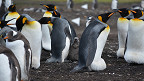 10 Fatos incríveis sobre os pinguins